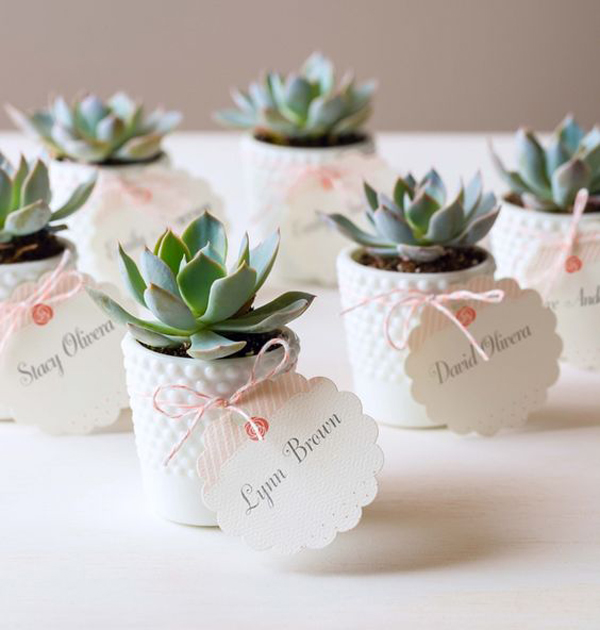 suculentas para casamento